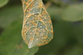 Attēlu rezultāti vaicājumam “Pucciniales”