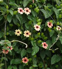 Image result for schwarzäugige Susanne