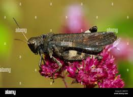 Attēlu rezultāti vaicājumam “Psophus stridulus”