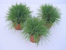 Attēlu rezultāti vaicājumam “Koeleria glauca flower”