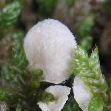 Attēlu rezultāti vaicājumam “Arrhenia retiruga”