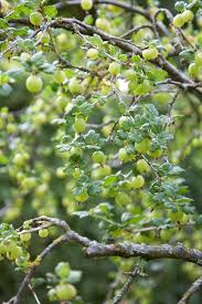 Attēlu rezultāti vaicājumam “Ribes uva-crispa leaf”