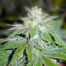 Attēlu rezultāti vaicājumam “Cannabis sativa fruit”