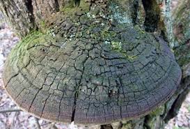 Attēlu rezultāti vaicājumam “Phellinus”