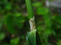 Attēlu rezultāti vaicājumam “Calamagrostis arundinacea leaf”