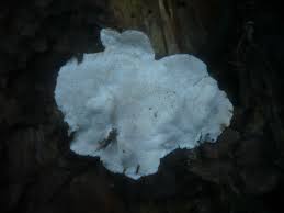 Attēlu rezultāti vaicājumam “Heterobasidion parviporum”