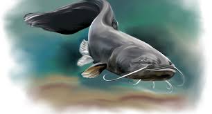 Image result for Silurus glanis