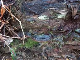 Attēlu rezultāti vaicājumam “Phellinus ferruginosus”