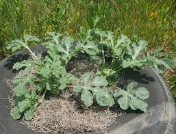 Attēlu rezultāti vaicājumam “Citrullus lanatus leaf”