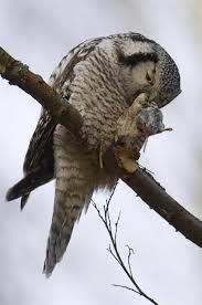 Image result for Surnia ulula