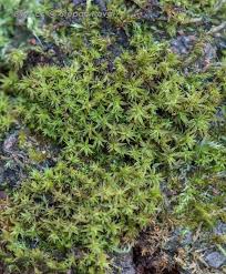 Attēlu rezultāti vaicājumam “Zygodon rupestris”