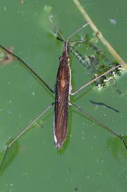 Attēlu rezultāti vaicājumam “Limnoporus rufoscutellatus”