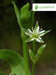 Attēlu rezultāti vaicājumam “Stellaria uliginosa”