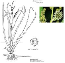 Attēlu rezultāti vaicājumam “Sparganiaceae”