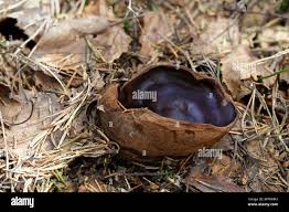 Attēlu rezultāti vaicājumam “Sarcosoma globosum”