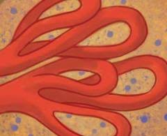 Attēlu rezultāti vaicājumam “myxomicetes”