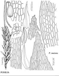 Attēlu rezultāti vaicājumam “Pohlia”