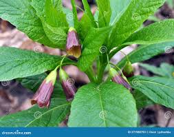 Attēlu rezultāti vaicājumam “Scopolia carniolica flower”