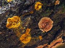 Attēlu rezultāti vaicājumam “Badhamia sp.”