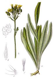 Attēlu rezultāti vaicājumam “Hieracium”