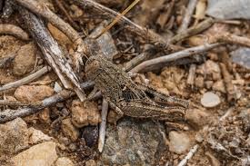 Attēlu rezultāti vaicājumam “Alloeotomus sp.”