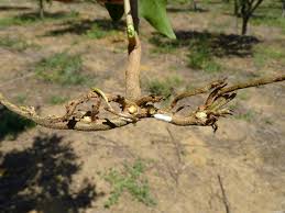 Attēlu rezultāti vaicājumam “Athelia pyriformis”