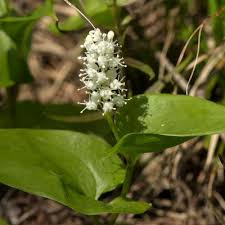 Attēlu rezultāti vaicājumam “Maianthemum bifolium”