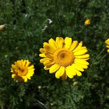 Image result for Anthemis tinctoria