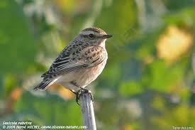 Attēlu rezultāti vaicājumam “Saxicola rubetra”