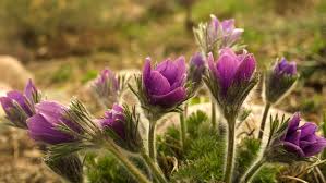 Attēlu rezultāti vaicājumam “Pulsatilla vulgaris flower”