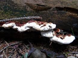 Attēlu rezultāti vaicājumam “Heterobasidion parviporum”