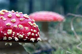 Image result for vliegenzwam