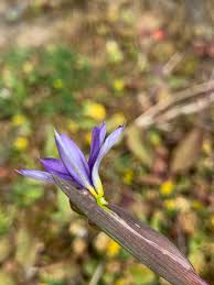 Attēlu rezultāti vaicājumam “Sisyrinchium montanum fruit”