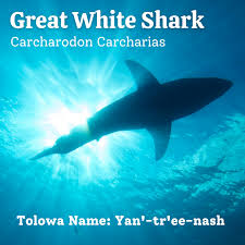 Image result for Carcharodon carcharias