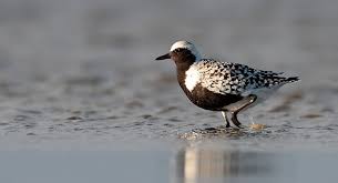 Attēlu rezultāti vaicājumam “Pluvialis squatarola adult”