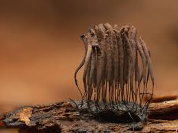 Attēlu rezultāti vaicājumam “Stemonitis flavogenita macro”