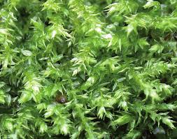 Attēlu rezultāti vaicājumam “Eurhynchium hians”