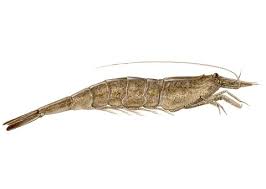 Attēlu rezultāti vaicājumam “Crangon crangon”