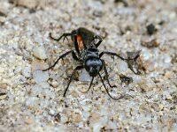 Attēlu rezultāti vaicājumam “Anoplius viaticus”