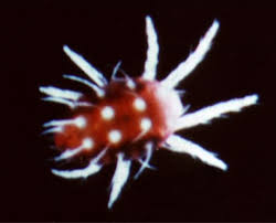 Attēlu rezultāti vaicājumam “Panonychus”