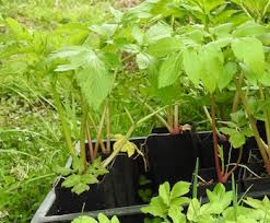 Attēlu rezultāti vaicājumam “Angelica archangelica”