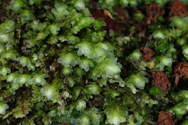 Attēlu rezultāti vaicājumam “Pogonatum dentatum macro”