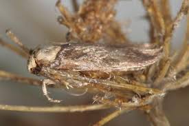 Attēlu rezultāti vaicājumam “Depressaria depressana”