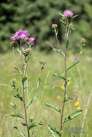 Attēlu rezultāti vaicājumam “Centaurea phrygia flower”