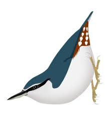 Image result for Sitta europaea