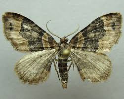 Attēlu rezultāti vaicājumam “Xanthorhoe ferrugata”