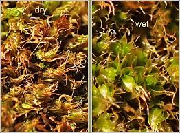 Attēlu rezultāti vaicājumam “Bryum capillare”
