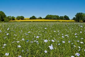 Image result for Linum usitatissimum