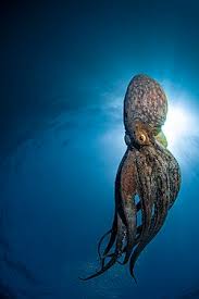 Image result for Octopus vulgaris
