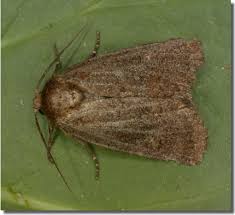 Attēlu rezultāti vaicājumam “Rusina ferruginea female”